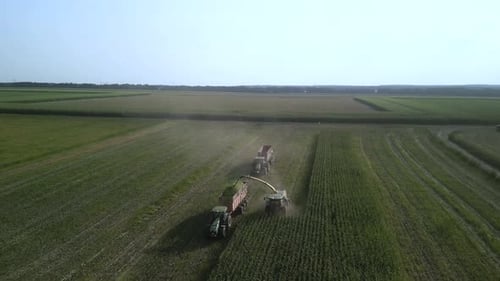 Corn Silage Harvesting with Forage Harvester on Field
