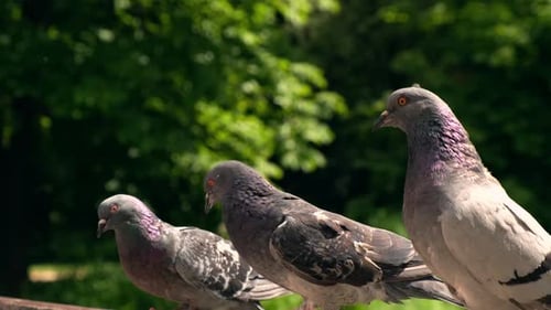 Alimentando a las palomas que vuelan en la ciudad