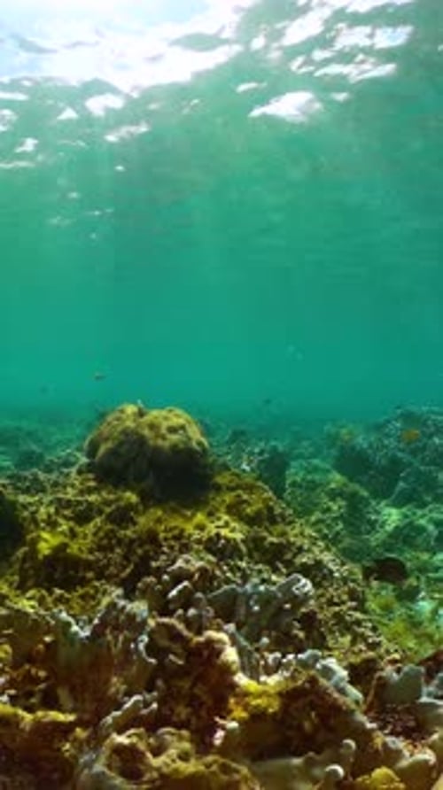 Vibrant Fish Swimming Above Coral Reef in Ocean