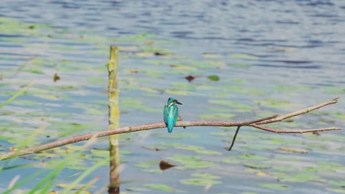 Martin-pêcheur perché sur une branche au-dessus d'un étang idyllique en Frise aux Pays-Bas, vue arrière alors que l'oiseau prend la tête