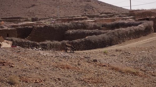 Two morocco donkeys are eating in village