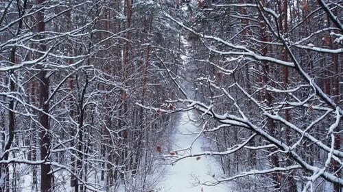 Aerial View Beautiful Snowy Winter Forest Road in Snow Wintertime Frosty Morning Travel Concept
