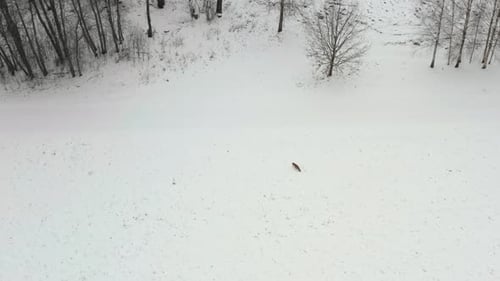 Fox running over a snow covered field in winter. Aerial view of wildlife animals in winter. Countrys