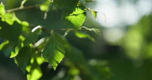 Sunny birch tree leaves in the wind with green foliage. Blurry background, close-up.