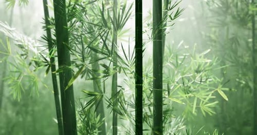 Green Bamboo Forest with Dense Foliage Under Soft Diffused Light