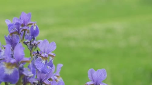 Yellow Purple Dwarf Iris Mikey Growing in Garden Violet Very Peri Color Irises on Green Blurred