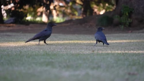 Jungle Crow Foraging Food On Grassy Park In Tokyo, Japan. - close up