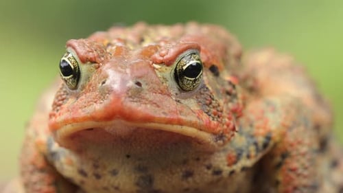 Close-up shot of an American Toad