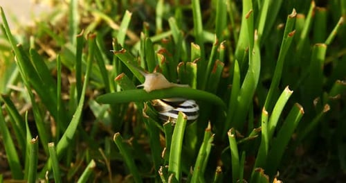 Dies ist ein Video von einer Schnecke, die am frühen Morgen durch das Gras kriecht.