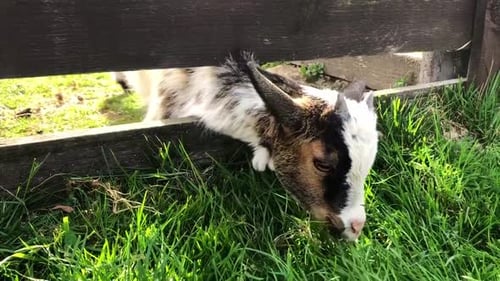 Little goat eating grass over the fence. A baby goat on a farm behind a fence nibbles grass