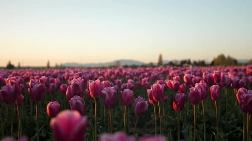 Close up sliding shot of a field full of pink tulips