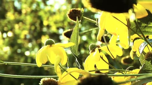 Des fleurs de rudbeckia jaunes éclatantes fleurissent sous la lumière du soleil d'un jardin de prairie en été.