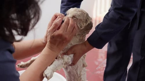 People Washing Small Dog Outside