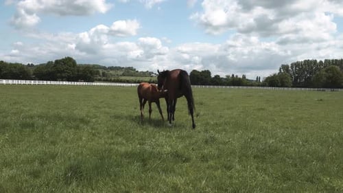 A mare lovingly nurses her foal in a beautiful green landscape, surrounded by vibrant grass,