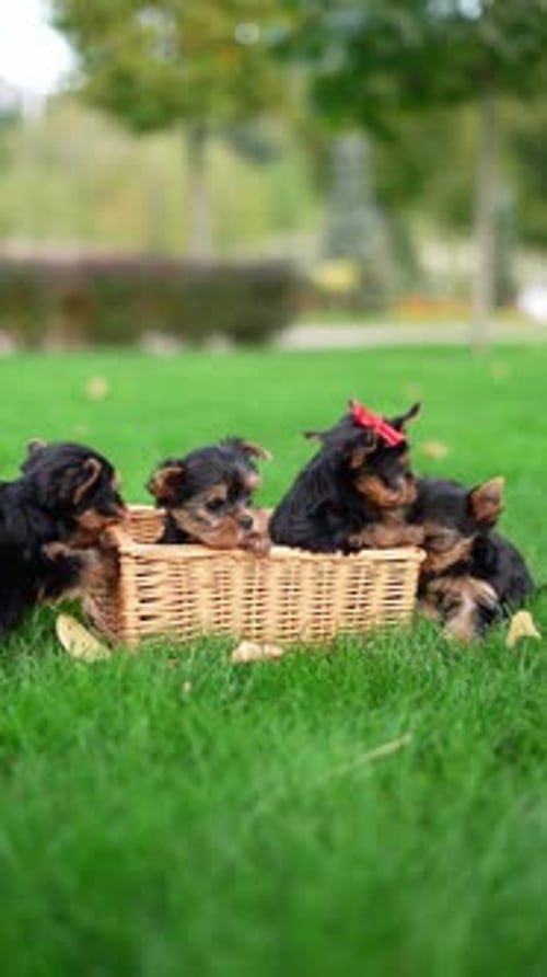 Yorkshire Terrier Puppies Sitting in a wicker basket on Green Grass. Vertical video