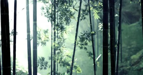 Bamboo Forest Bathed in Ethereal Light Creates a Tranquil Atmosphere
