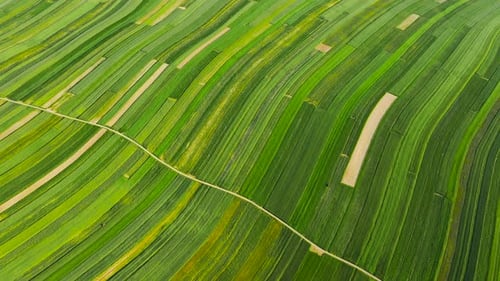 Aerial View of Decorative Ornaments of Diverse Green Fields