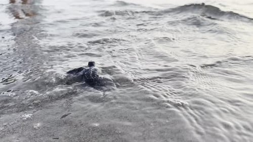 Baby Loggerhead Sea Turtle Crawling on the Beach Belitung Island
