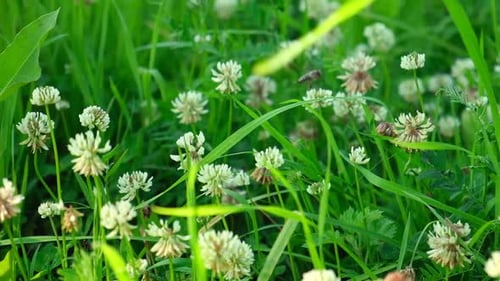 Trifolium Pratense Weißkleeblüten auf der Wiese Blühender Klee und Poa Annua-Einjahreswiese