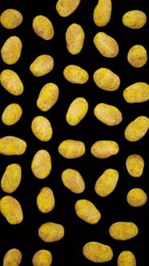 Realistic Falling Potatoes Vertical Animation with Alpha Channel