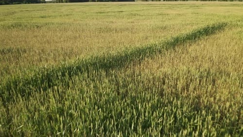 Low Altitude Drone Flight Over a Drying Crop Field Camera Tilt