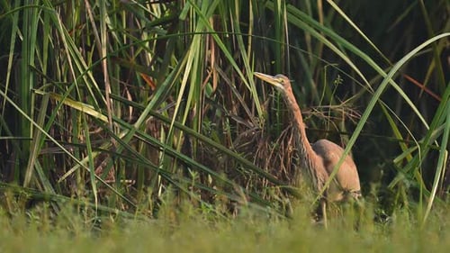 Purple Heron Standing in Tall Green Grasses