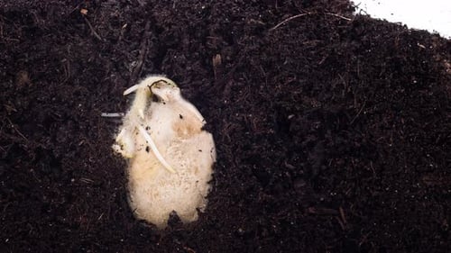Isolated Macro Timelapse of Sprouting and Growing Pumpkin From Little Seed