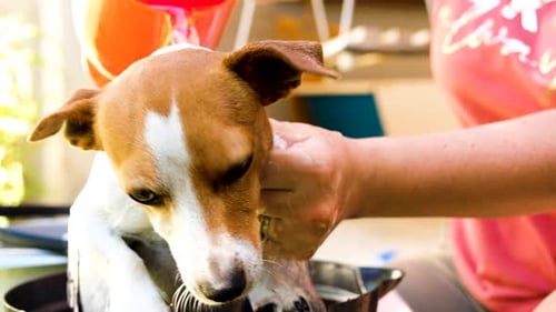 Brown and White Dog Being Washed By Adult