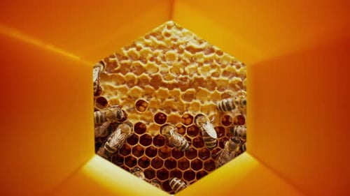 Closeup View of Bees Moving Inside Bright Yellow Honeycomb Within Hive Natural Pollination and
