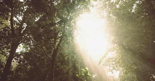 Sunlight Filters Through Trees in a Peaceful Forest Setting