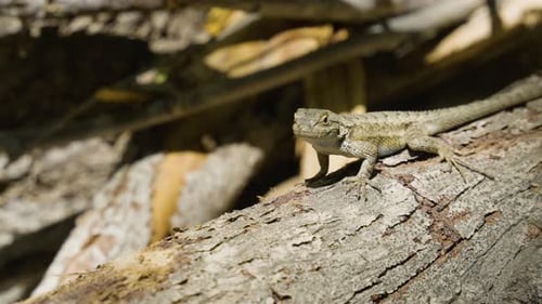 Detailed Lizard Resting on a Sunny Branch