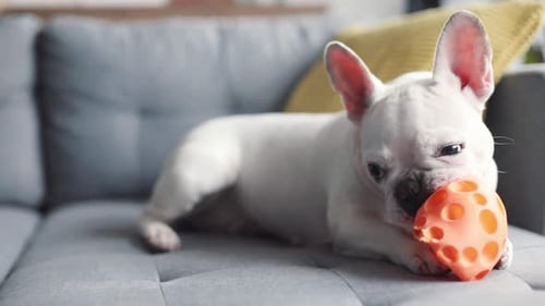 Face Close Up White Cute French Bulldog Playing with a Toy on Floor Young Dog House Animal Funny