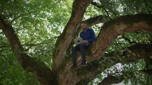 Man Working on Laptop in Big Tree