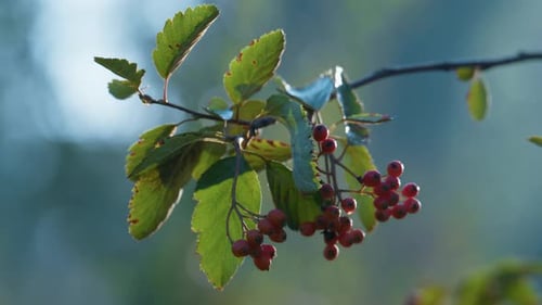 Rowanberry Bunch on Autumn Sunlight Close Up. Ripe Red Berries Mountain Ash