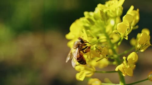 Biene sammelt Pollen von gelben Blumen, Nahaufnahme, Naturszene mit verschwommenem Hintergrund, Makroaufnahme