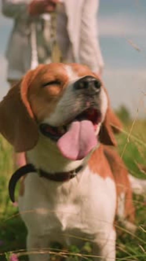 CloseUp of Beagle Dog with Leash in Grassy Field Looking Into Distance