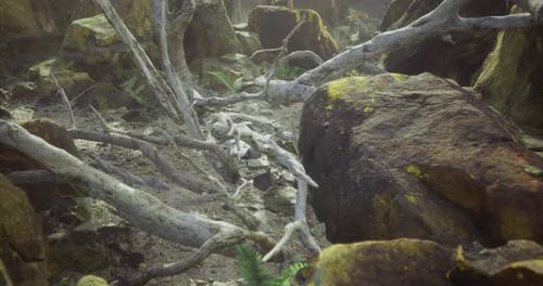 Detailed View of a Rocky Landscape with Fallen Trees and Forest Elements