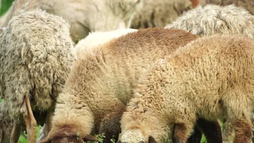 Rebaño de ovejas pastando en un verde campo de verano que pocas ovejas negras, marrones y blancas comen