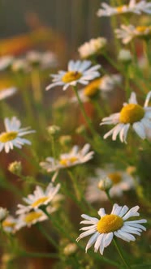 Field of White Daisies Glowing in Evening Light