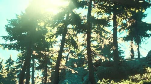 Green Trees of the Spruce Forest