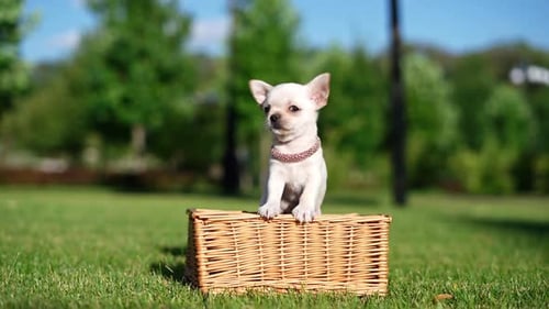 Adorable cachorro de chihuahua blanco sentado en una cesta de mimbre en un exuberante césped verde. Mascotas domésticas