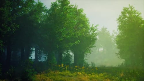 A Misty Forest with Dense Foliage and Towering Trees