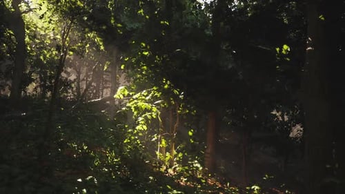 Sunlight Filters Through the Trees in a Lush Forest During Early Morning Hours