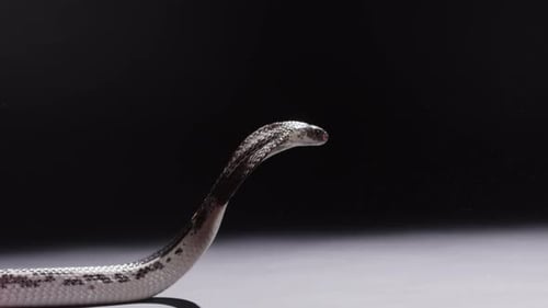 Spitting cobra slowly lowers head after spitting venom