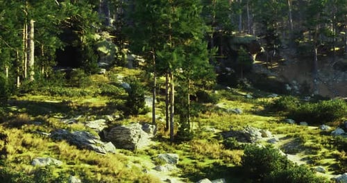 Lush Green Forest Landscape with Sunlight Filtering Through Trees