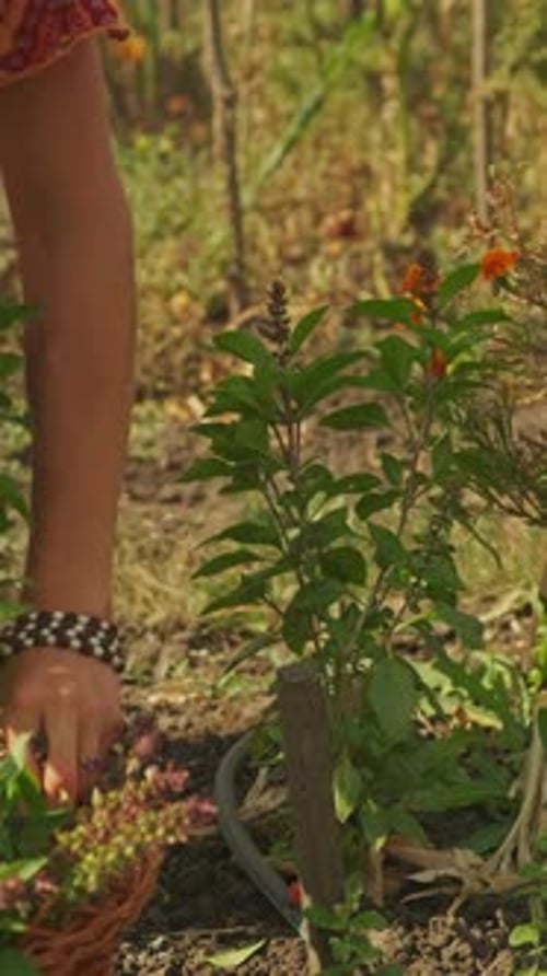 Engage in Gardening Harvesting Fresh Herbs Under Natural Light for Optimal Flavor