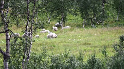 Sheep grazing and eating fresh grass in a beautiful meadow or grassland in Norway.
