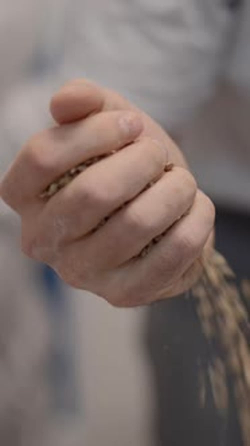Brewer Man Holding And Pouring Beer Malt Close Up