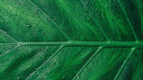 Cinemagraph macro of wet leaf in forest background with rain drops