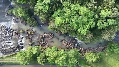 Scenic drone shot of a forest river dense green vegetation.